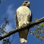 Profile picture of Cusper Canopus