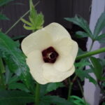 Profile picture of Anathea