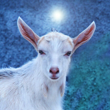 Profile picture of Fenomena